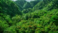 Dense jungle, Karst Forest, Puerto Rico  Aerial Stock Photos | AX101_056.0000223F