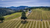 Grapevines on hillside Phelps Creek Vineyards in Hood River, Oregon Aerial Stock Photos | DXP001_009_0005