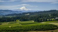 Orchard trees, evergreens, and snowy Mt Hood in the distance in Hood River, Oregon Aerial Stock Photos | DXP001_015_0017