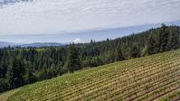 A vineyard on a hillside with view of Mt Hood, Hood River, Oregon Aerial Stock Photos | DXP001_017_0002
