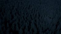4K day for night color corrected aerial footage of evergreen trees, tilt to approach and fly over a clear cut area, King County, Washington Aerial Stock Footage | AX48_043_DFN