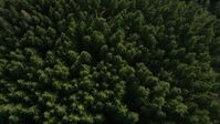 5K stock footage aerial video of a bird's eye flying over an evergreen forest, King County, Washington Aerial Stock Footage | AX48_072