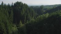 5K stock footage aerial video approach a group of tall evergreen trees in the Cascade Range, Washington Aerial Stock Footage | AX48_087
