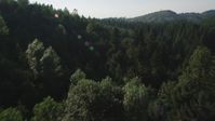 5K stock footage aerial video fly low over a cluster of deciduous trees and evergreen forest in King County, Washington Aerial Stock Footage | AX48_091