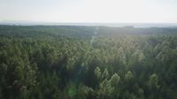5K stock footage aerial video tilt from a bird's eye of evergreens to reveal deciduous trees in King County, Washington Aerial Stock Footage | AX49_002