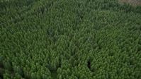 5K stock footage aerial video tilt to a bird's eye view of evergreen forest in Pacific County, Washington Aerial Stock Footage | AX56_160
