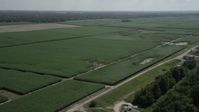 5K stock footage aerial video of flying by sugar cane fields, La Place, Louisiana Aerial Stock Footage | AX60_011