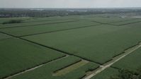 5K stock footage aerial video of sugar cane fields in La Place, Louisiana Aerial Stock Footage | AX60_012