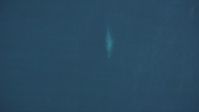 5K Aerial Video Bird's eye of a whale swimming below surface of the Pacific Ocean Aerial Stock Footage | DCSF11_042