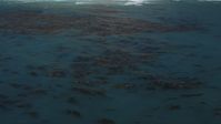 5K stock footage aerial video of circling kelp floating in the ocean, Big Sur, California Aerial Stock Footage | DFKSF16_081