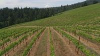 5.7K stock footage aerial video of a low altitude view of grapevines, Hood River, Oregon Aerial Stock Footage | DX0001_015_018
