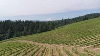 5.7K stock footage aerial video fly low over grapevines to approach Mt Hood in the distance, Hood River, Oregon Aerial Stock Footage | DX0001_016_021