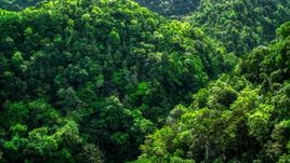 A view of the lush jungle and mountains in the Karst Forest, Puerto Rico  Aerial Stock Photos | AX101_055.0000000F