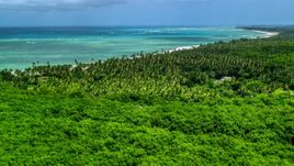 Palm trees on the coast by beautiful turquoise ocean, Loiza, Puerto Rico  Aerial Stock Photos | AX102_027.0000050F