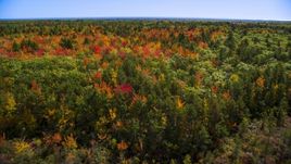 Colorful autumn trees in a forest, Biddeford, Maine Aerial Stock Photos | AX147_285.0000017