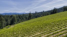 Mount Hood in the distance, seen from hillside Phelps Creek Vineyards in Hood River, Oregon Aerial Stock Photos | DXP001_009_0004