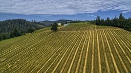 Rows of grapevines at a vineyard in Hood River, Oregon Aerial Stock Photos | DXP001_015_0005