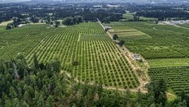 Rows of trees at an orchard in Hood River, Oregon Aerial Stock Photos | DXP001_015_0007