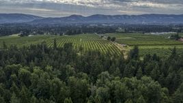 An orchard beyond evergreen trees in Hood River, Oregon Aerial Stock Photos | DXP001_015_0008