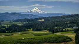 Orchards and evergreen trees with Mt Hood in the distance in Hood River, Oregon Aerial Stock Photos | DXP001_015_0014