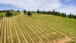 Neat rows of grapevines on a hill at the Phelps Creek Vineyards, Hood River, Oregon Aerial Stock Photos | DXP001_016_0014