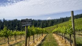 A sign by rows of grapevines with a view of Mt Hood, Hood River, Oregon Aerial Stock Photos | DXP001_017_0001