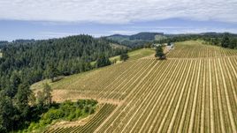 Vineyards at Phelps Creek Vineyards, Hood River, Oregon Aerial Stock Photos | DXP001_017_0004