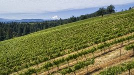 A hillside with rows of grapevines and a view of Mt Hood, Hood River, Oregon Aerial Stock Photos | DXP001_017_0006