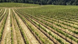 Long rows of grapevines on a hillside in Hood River, Oregon Aerial Stock Photos | DXP001_017_0008