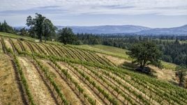 Hills loaded with rows of grapevines in Hood River, Oregon Aerial Stock Photos | DXP001_017_0017