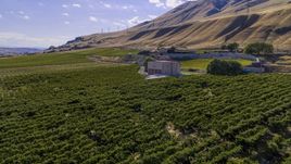 Maryhill Winery and amphitheater beside rows of grapevines in Goldendale, Washington Aerial Stock Photos | DXP001_018_0025