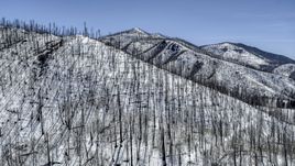 A snowy mountain slope with dead trees, New Mexico Aerial Stock Photos | DXP002_134_0011