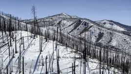 Dead trees atop a snowy mountain slope in New Mexico Aerial Stock Photos | DXP002_134_0012