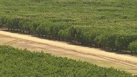 1080 aerial stock footage of lush trees in an orchard, Central Valley, California Aerial Stock Footage | AI06_FRM_098