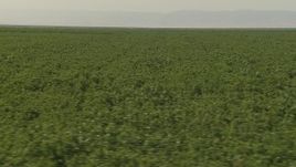 1080 aerial stock footage flyby rows of orchard trees and dirt road, Central Valley, California Aerial Stock Footage | AI06_FRM_118