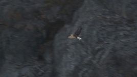 4K aerial stock footage tracking a bald eagle in flight near Chugach Mountains, Knik Glacier, Alaska Aerial Stock Footage | AK0001_0119