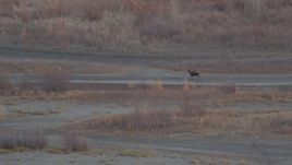 4K aerial stock footage tracking a moose in the valley, Knik River Valley, Alaska Aerial Stock Footage | AK0001_0216