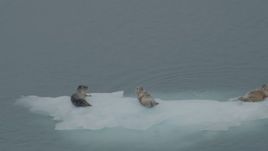 4K aerial stock footage orbiting seals lounging on ice in the bay, Blackstone Bay, Alaska Aerial Stock Footage | AK0001_0474