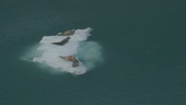 4K aerial stock footage orbiting seals on ice chunk, zoom out to reveal glacier, Blackstone Bay, Alaska Aerial Stock Footage | AK0001_0475