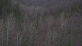 4K aerial stock footage flying over trees, revealing river through forest, wooded hills, Birchwood, Alaska Aerial Stock Footage | AK0001_0635