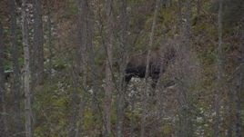4K aerial stock footage tracking a moose moving through trees, Birchwood, Alaska Aerial Stock Footage | AK0001_0640