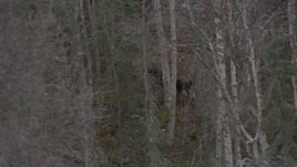 4K aerial stock footage tracking a moose running through trees, Birchwood, Alaska Aerial Stock Footage | AK0001_0641