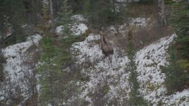 4K aerial stock footage tracking a moose trotting across snow into trees, Birchwood, Alaska Aerial Stock Footage | AK0001_0642