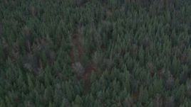4K aerial stock footage bird's eye view flying over a forest during winter, Butte, Alaska Aerial Stock Footage | AK0001_0692