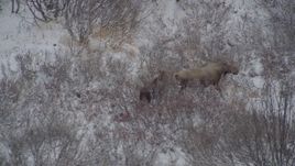 4K aerial stock footage moose and calf hiking through the snow covered brush during winter, Alaskan Wilderness Aerial Stock Footage | AK0001_0887