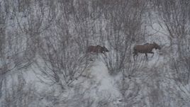 4K aerial stock footage moose and calf hiking through the snow covered brush during winter, Alaskan Wilderness Aerial Stock Footage | AK0001_0888