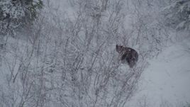 4K aerial stock footage tracking a bear running through snow during winter, Alaskan Wilderness Aerial Stock Footage | AK0001_0958