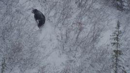 4K aerial stock footage tracking bear running up snowy hill, during winter, Alaskan Wilderness Aerial Stock Footage | AK0001_0961