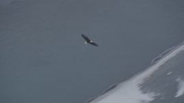4K aerial stock footage tracing a bald eagle in flight over the snow covered Knik River Valley, Alaska Aerial Stock Footage | AK0001_1238