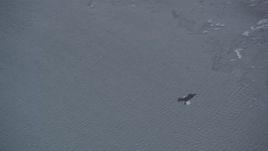 4K aerial stock footage tracking a bald eagle over snow, then catching a fish, Knik River Valley, Alaska Aerial Stock Footage | AK0001_1239
